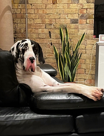 Karl The Great Dane Stud