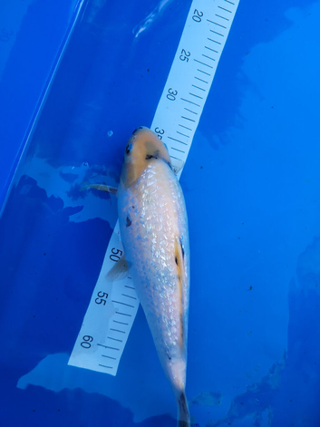 Mixed Japanese koi