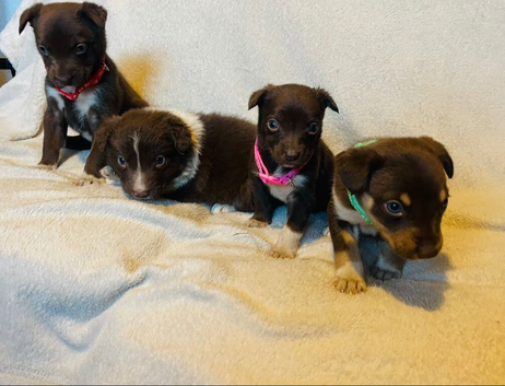Australian Kelpie x Collie Puppies
