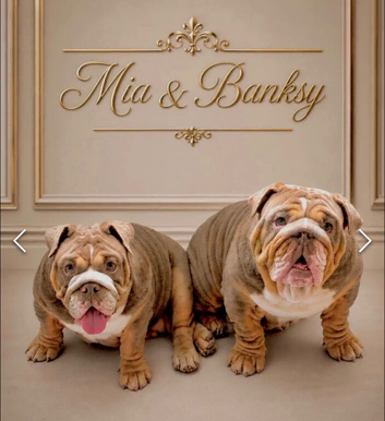 &pound;1800 for both beautiful english bull dogs