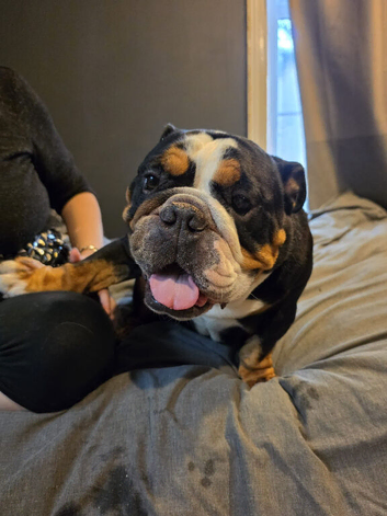 Jake needing good home