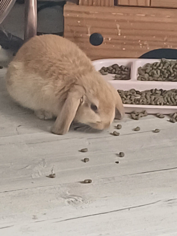 Baby bunnies