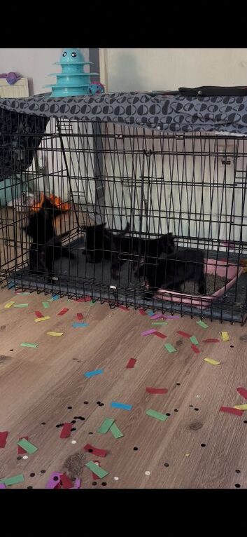 Kittens for sale