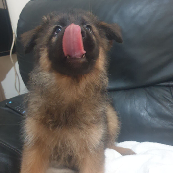German shepherd puppies 8 weeks old