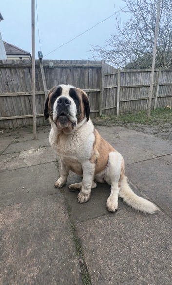 Female Saint Bernard