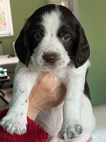 English Springer Spaniel Puppies