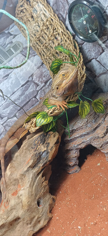 Bearded dragon and viv for sale