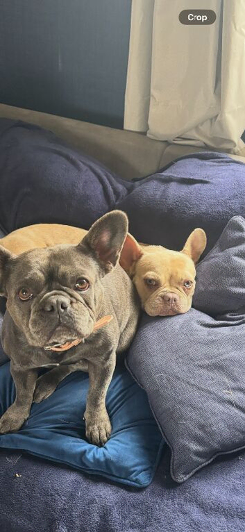 Merle French bull dog female