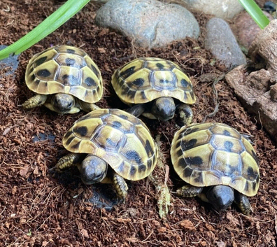 Hermann's Tortoise Hatchlings / Babies