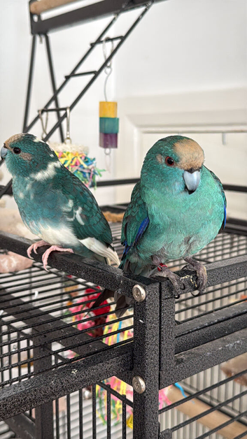 Bonded pair of kakarikis male and female 6 months old