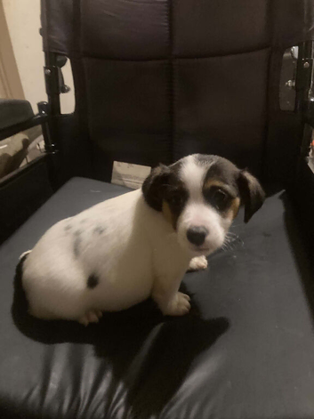 Jack Russell puppies