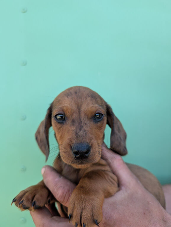 Beautiful miniature dachshunds