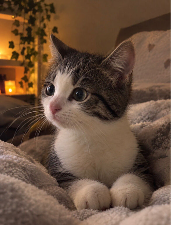 Kitten looking for new home