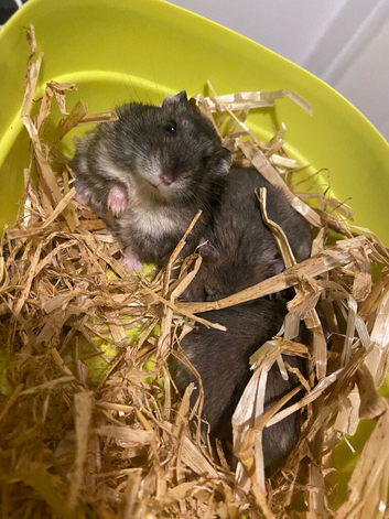2 female dwarf hamsters