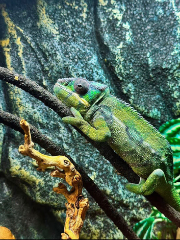 Guardian the Chameleon