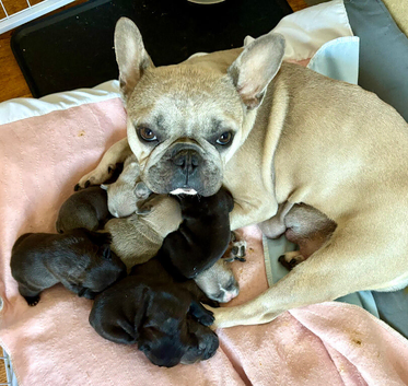 French Bulldog Puppies for Sale