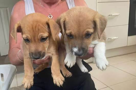 5 beautiful Jack Russell puppies