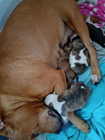 English bulldog cross Staffordshire bull terrier