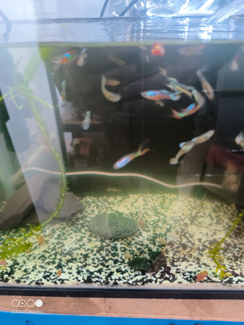 Endler Livebearers Males and females available