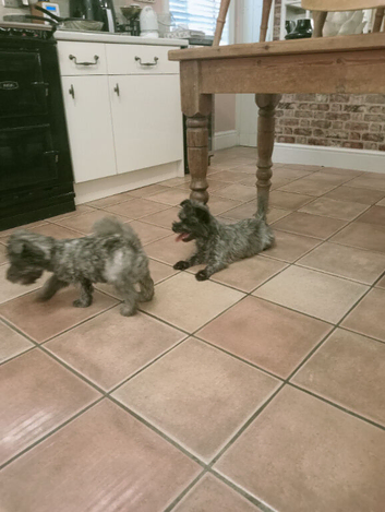 Two puppy dogs for sale