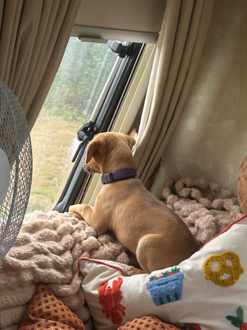 Springerdale pup