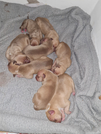 Newborn American Bully's 1 week old