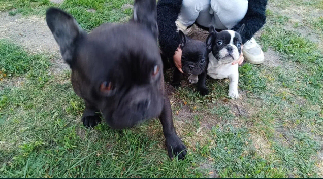 French buldog