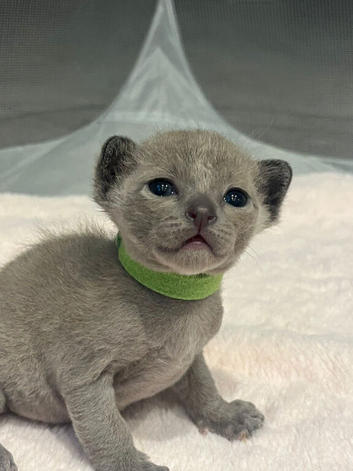 Pedigree Burmese Kittens