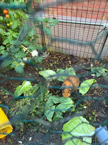 Make guinea pigs