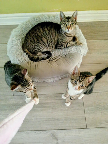 Tortoiseshell tabby female a tabby boy