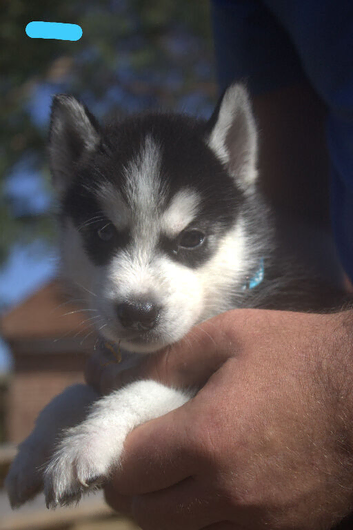 6 x stunning Siberian husky pups