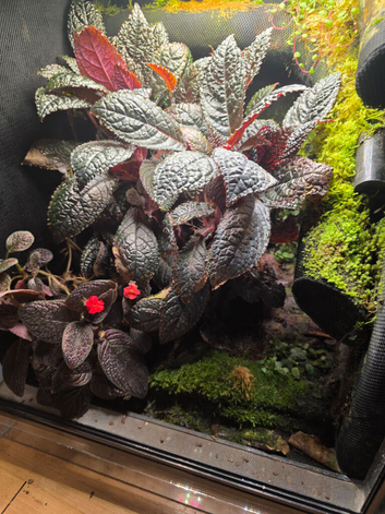 Established Dart Frog Vivarium 50x50x60cm &ndash; Bioactive Setup &pound;300