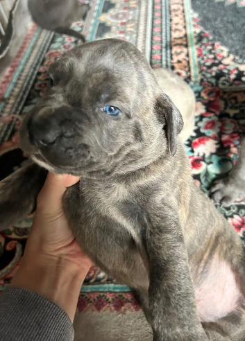 Cane corso puppies