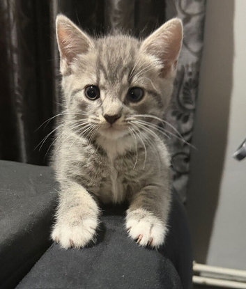 Six lovely kittens looking for loving homes, each with their own personality.