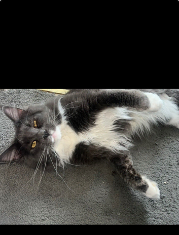Tica registered ACTIVE mainecoone male STUD