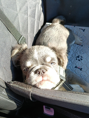Characterful fluffy Frenchie boy Michiko seeking his soulmate..