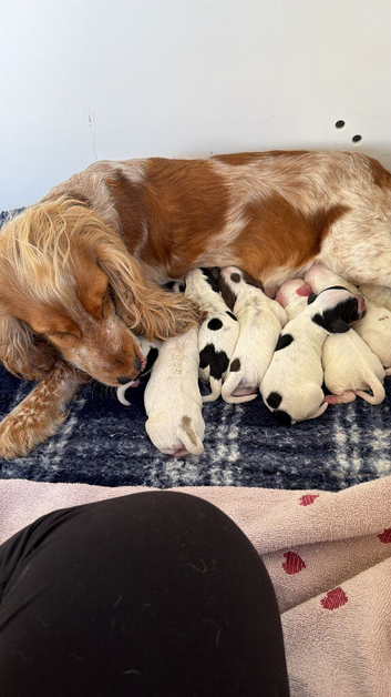 Show cocker puppies