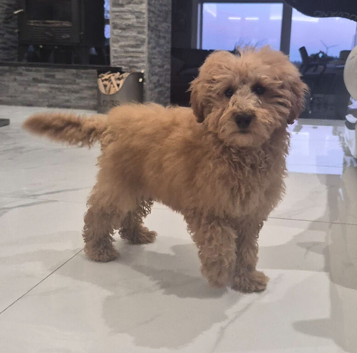 Male poodle pups for sale.