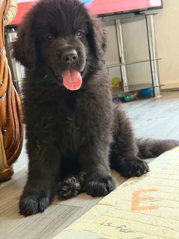 Newfoundland puppy for sale