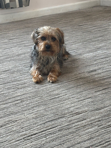 Yorkie male