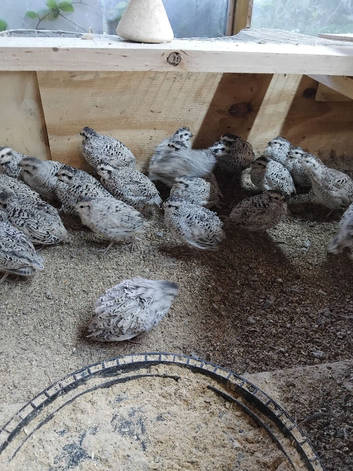 Snow flake mexican quails for sale