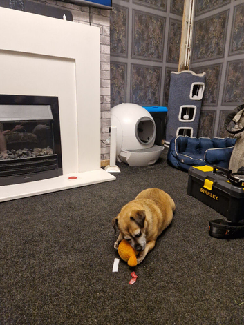 Dog for sell