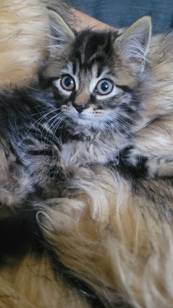 Beautiful  3/4 Maine Coon  little tabby very fluffy kitten