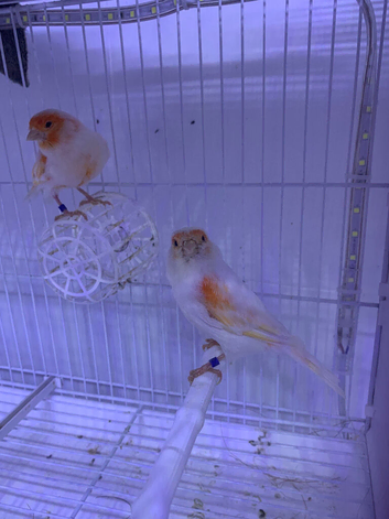 Pair of Red mosaic canary&rsquo;s