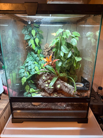Whole set up and geckos