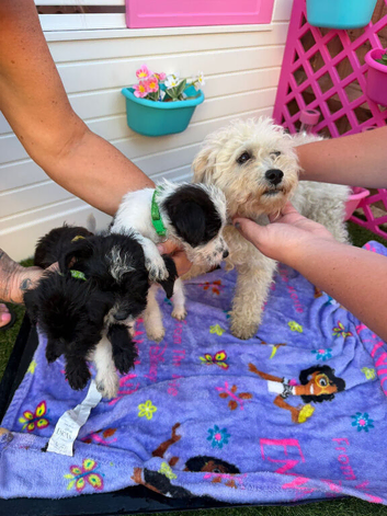 4 Beautiful Jackapoo Puppies Looking for Their Forever Homes