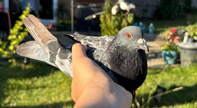 4 pigeon