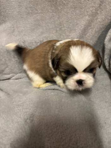 Shih Tzu pups