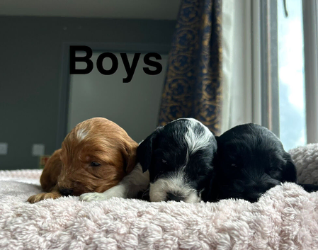 Gorgeous litter of cockapoo puppies
