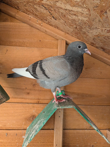 2 young birds